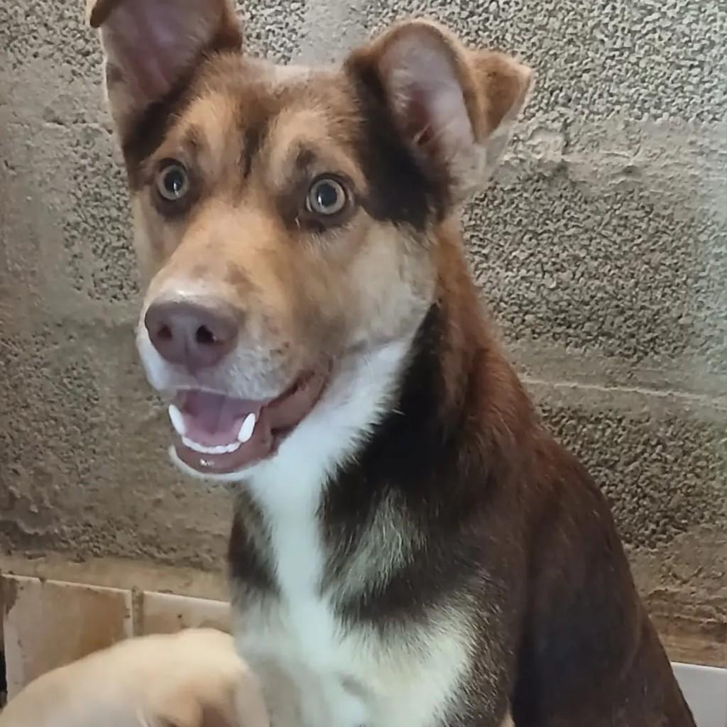 Dexter, cachorro de porte médio para adoção em Blumenau - SC