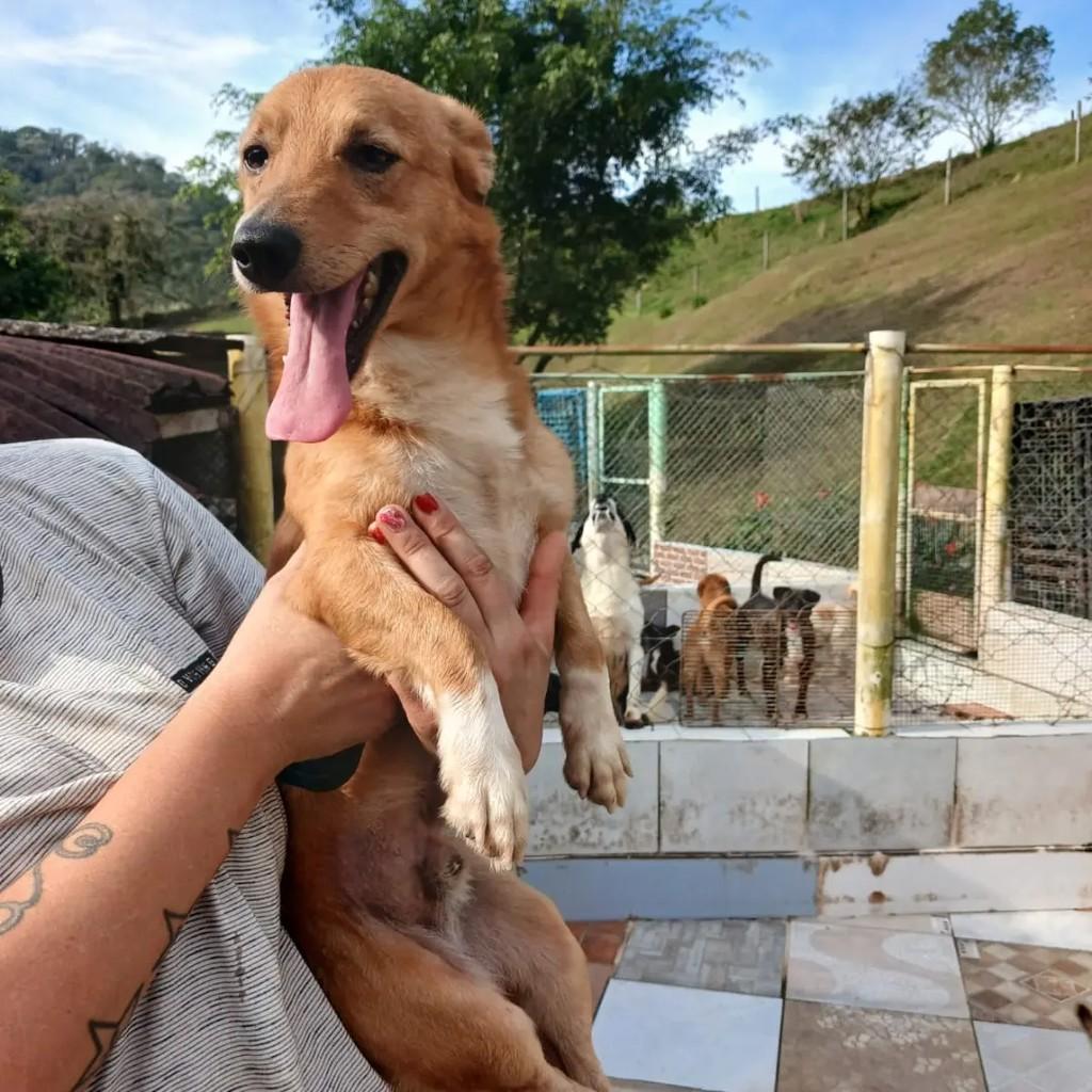 Pepeta, cachorro de porte pequeno para adoção em Blumenau - SC