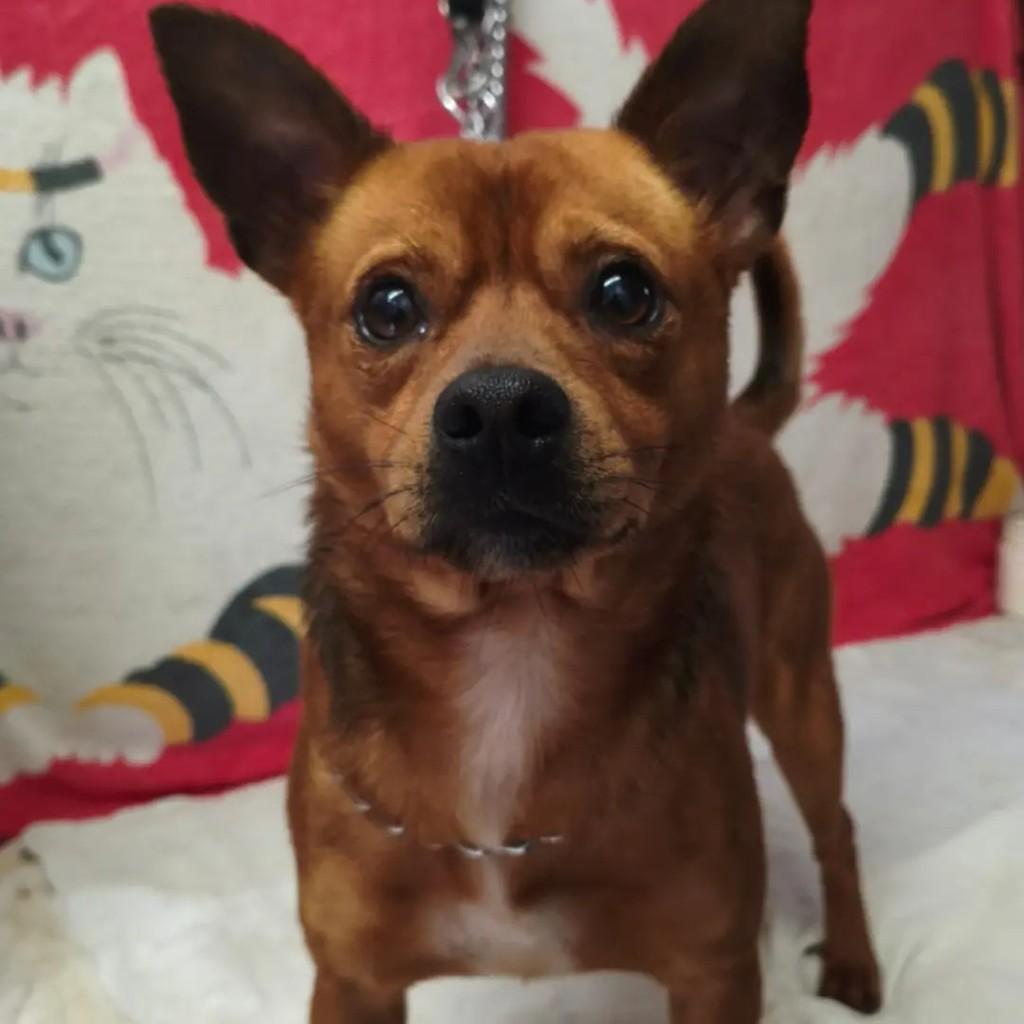 Chiclete, cachorro de porte pequeno para adoção em Blumenau - SC