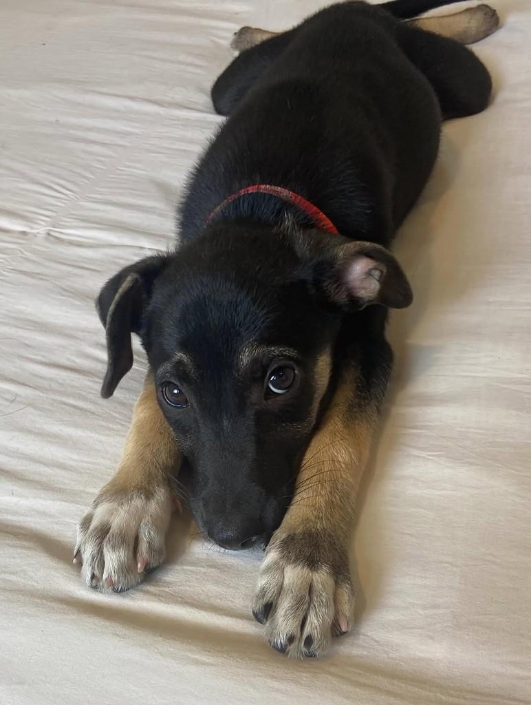 Tininha, cachorro de porte médio para adoção em Belo Horizonte - MG