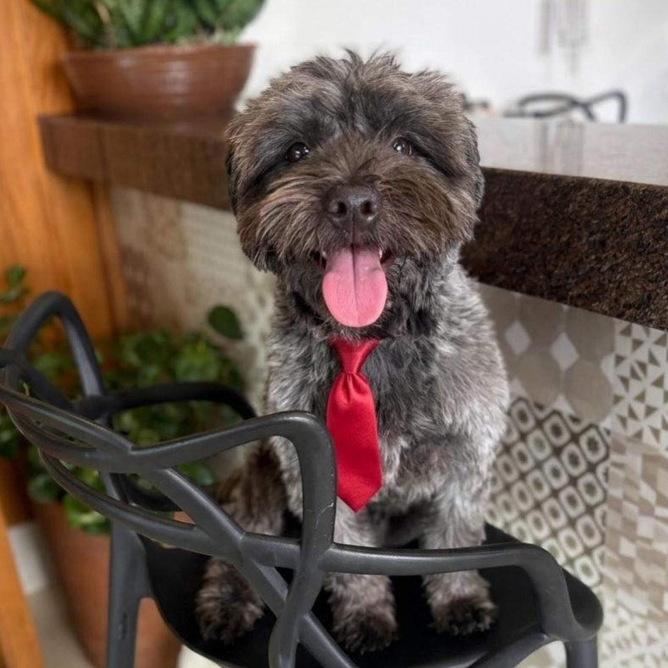 Príncipe Floquinho, cachorro de porte pequeno para adoção em Belo Horizonte - MG