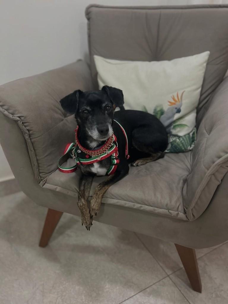 Ritinha, cachorro de porte pequeno para adoção em Belo Horizonte - MG