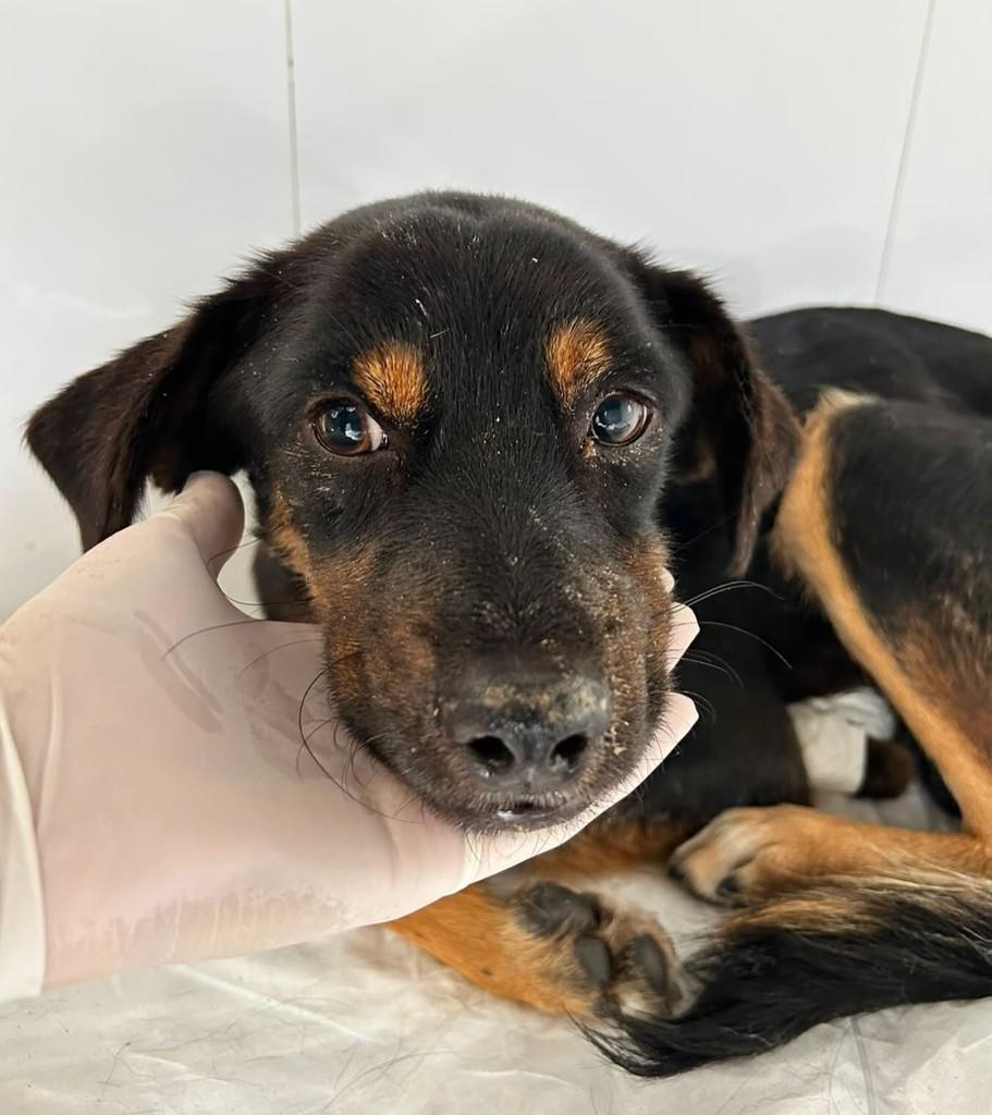 Pretinho, cachorro para adoção em Belo Horizonte - MG