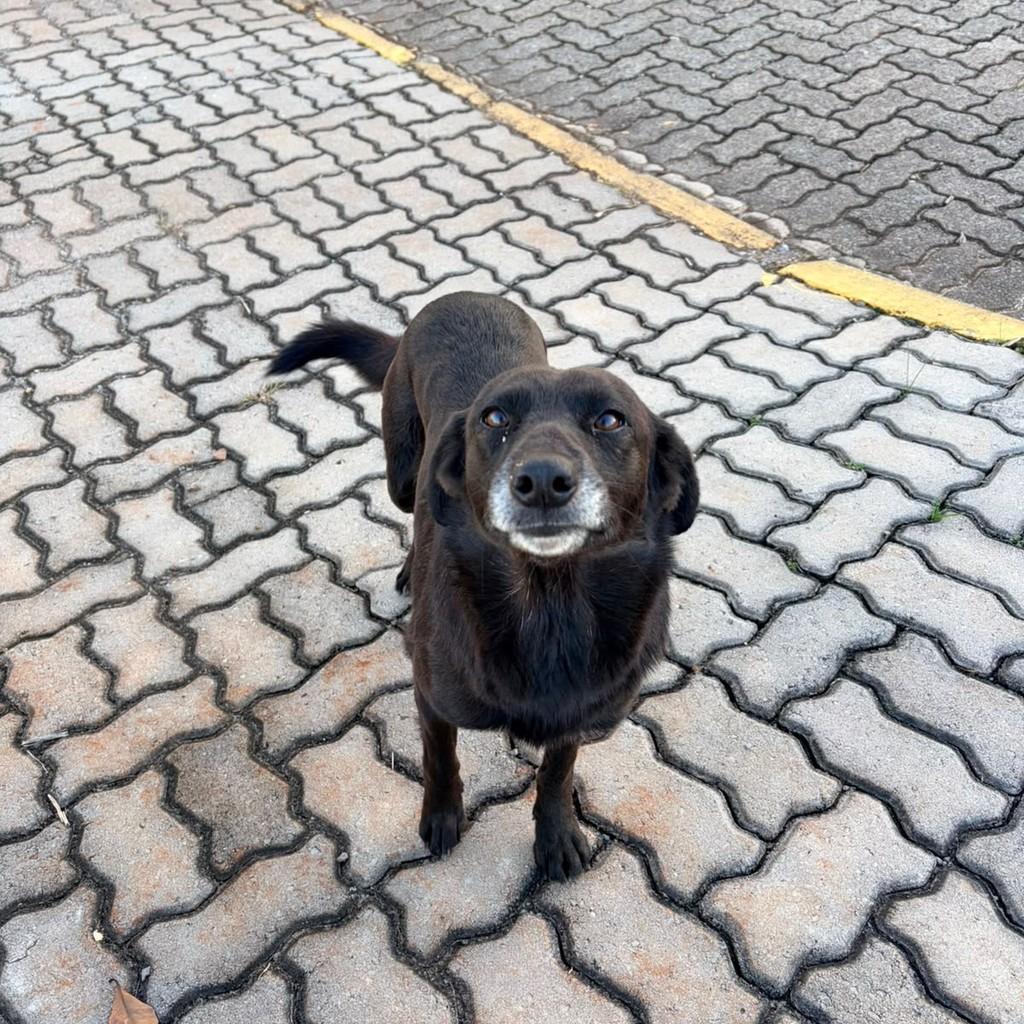 Mocinha, cadela de porte médio para adoção em Tio Hugo - RS