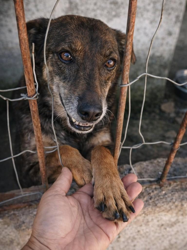 Toninho, cachorro de porte grande para adoção em São João del Rei - MG