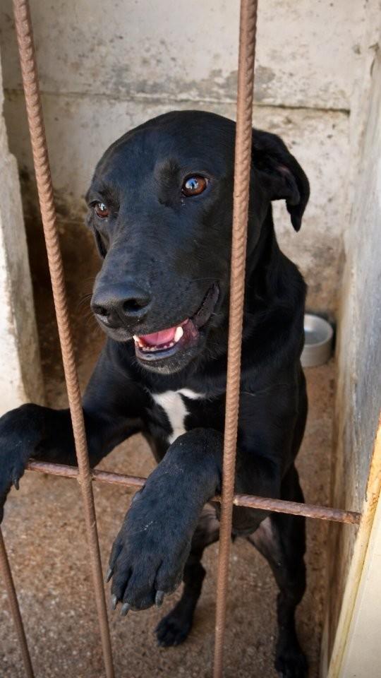 Neguinho, cachorro de porte médio para adoção em São João del Rei - MG