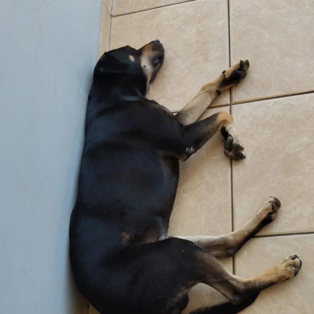 Bea, cachorro de porte médio para adoção em Maringá - PR