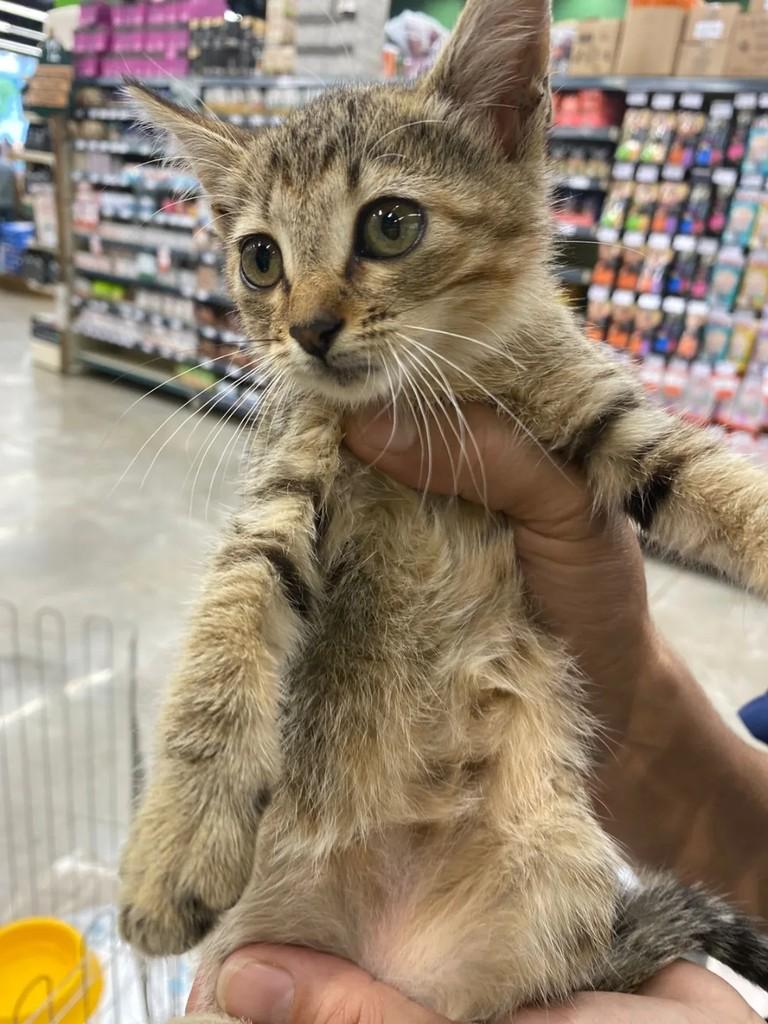 Linda, gata de porte pequeno para adoção em Maringá - PR