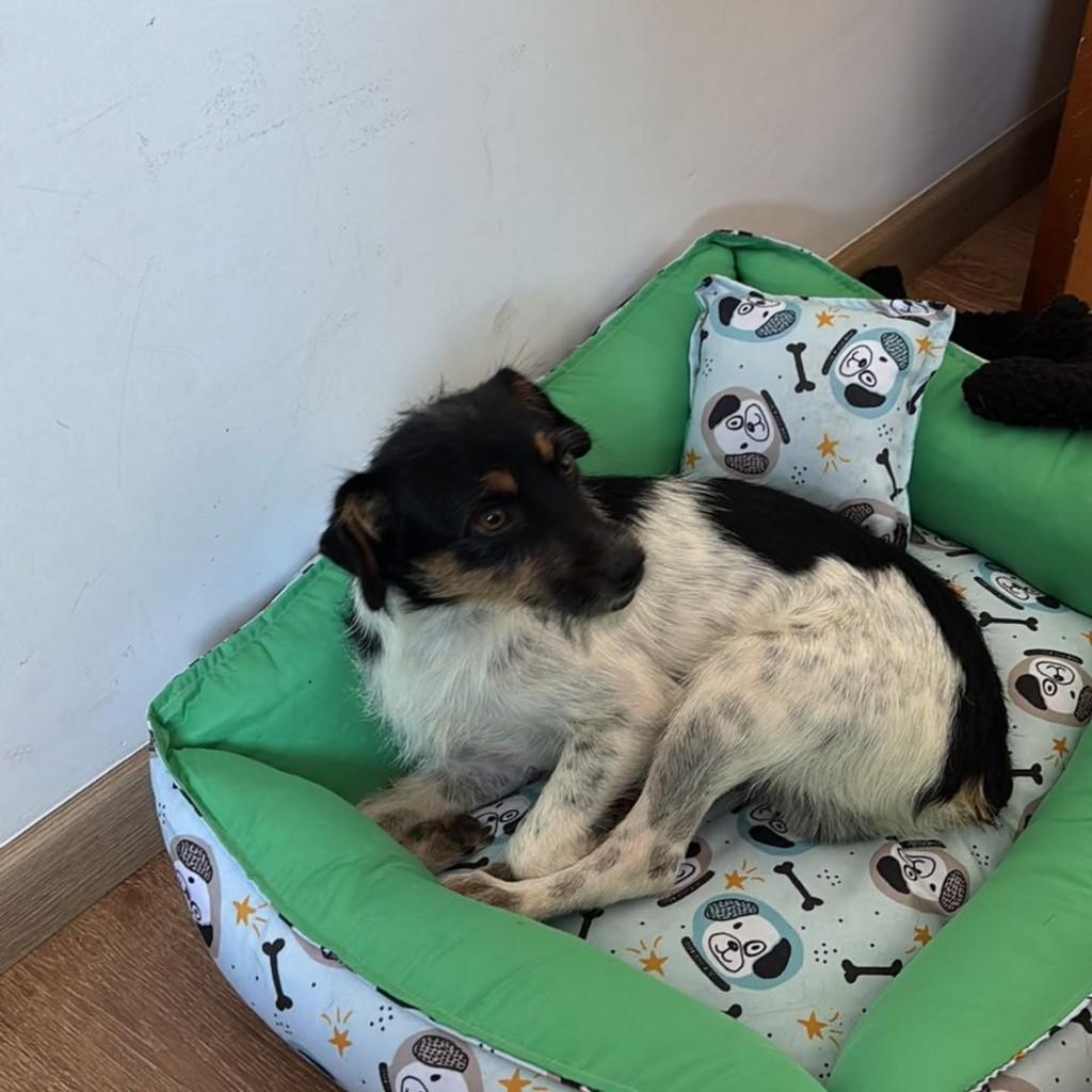 Fiapinho, cachorro de porte pequeno para adoção em Marialva - PR