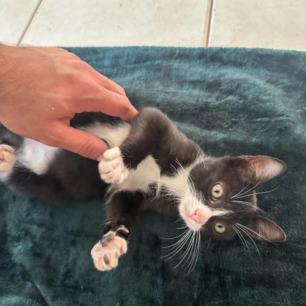Frajola, gata de porte pequeno para adoção em Maringá - PR