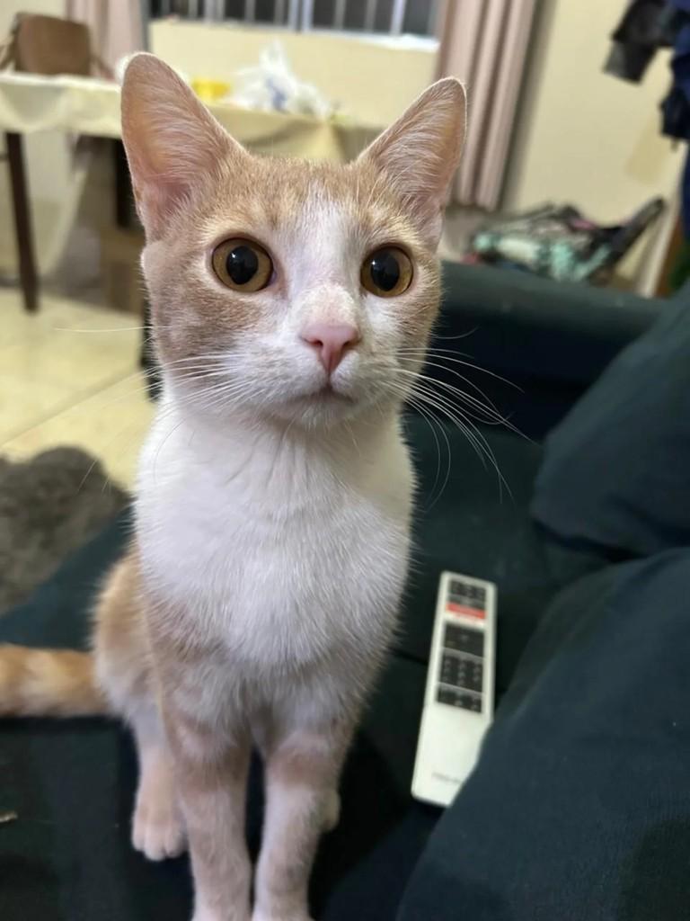 Raimundo, gato de porte pequeno para adoção em Catiguá - SP