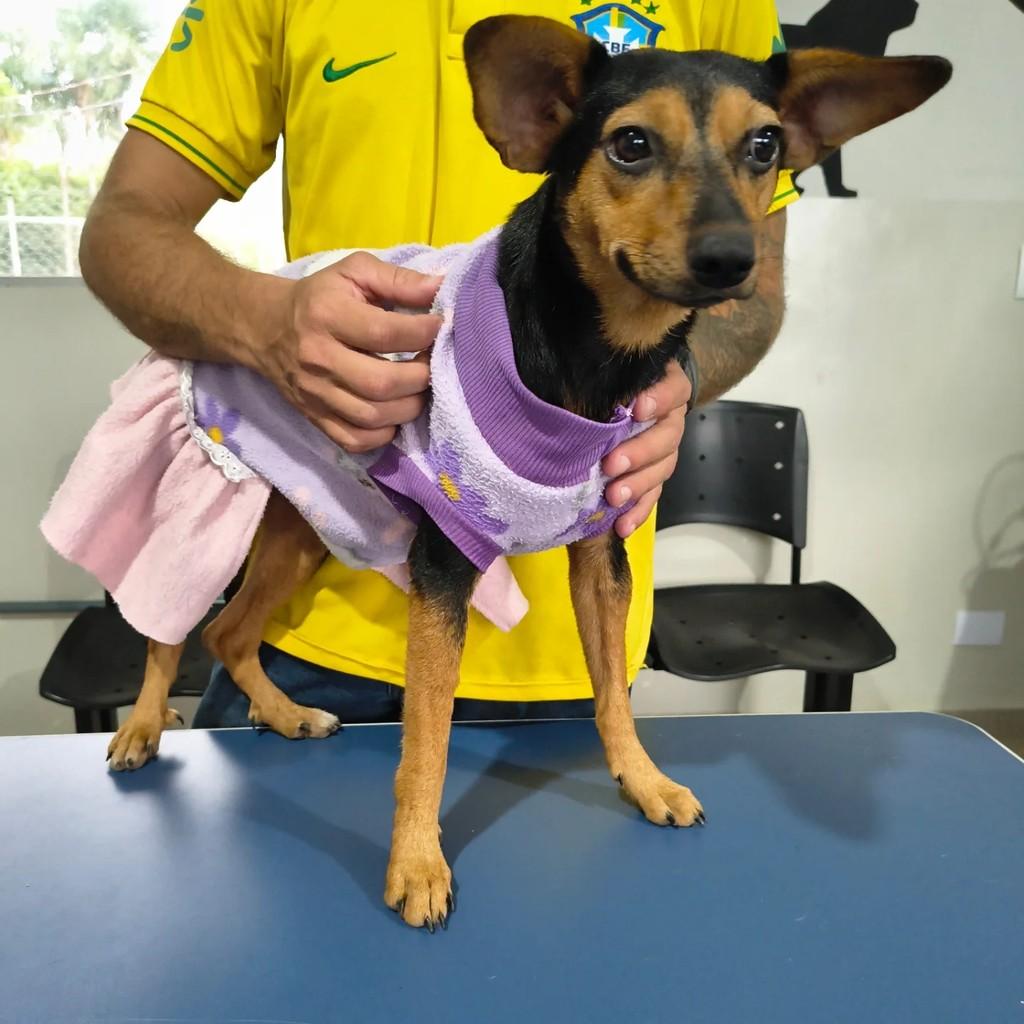 Claudinha, cachorro de porte pequeno para adoção em Catiguá - SP