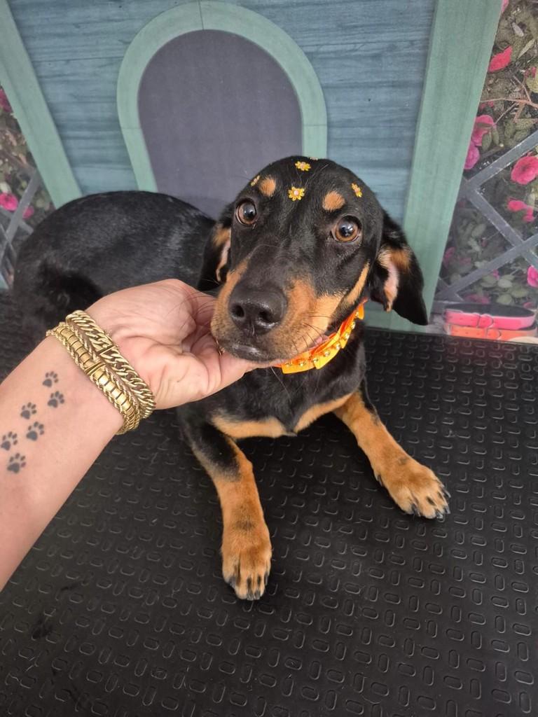 Pretinha, cachorro de porte médio para adoção em Catiguá - SP