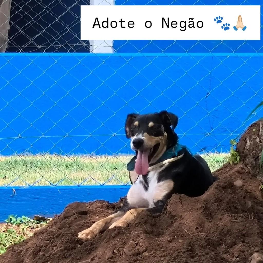 Negão, cachorro de porte médio para adoção em Catiguá - SP