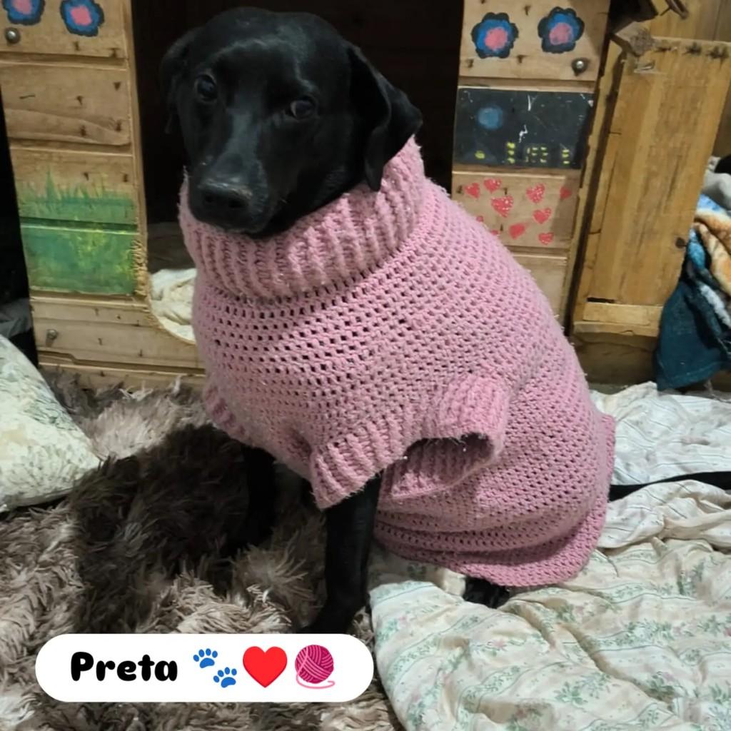 Preta, cadela de porte médio para adoção em Catiguá - SP