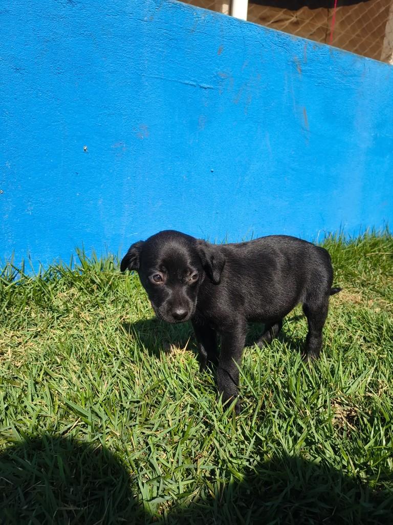 Filhotinha, cachorro de porte pequeno para adoção em Três Lagoas - MS