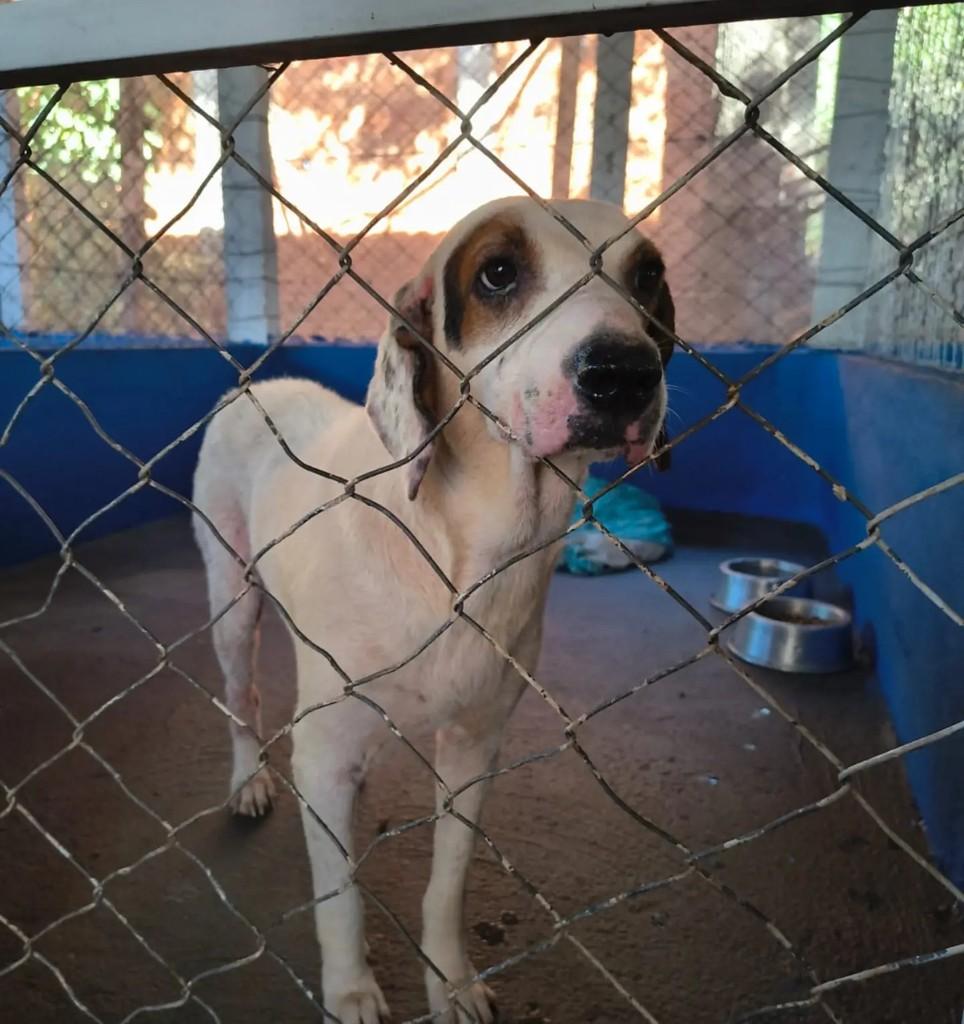 Zeca, cachorro de porte médio para adoção em Três Lagoas - MS
