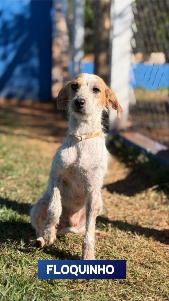 Floquinho, cachorro de porte médio para adoção em Catiguá - SP