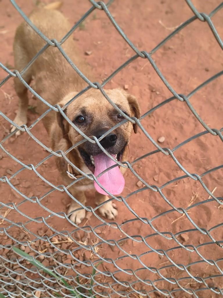 Cowboy, cachorro de porte médio para adoção em Catiguá - SP