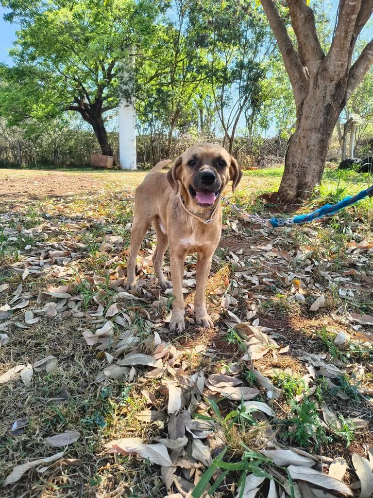 Cowboy, cachorro de porte médio para adoção em Catiguá - SP — foto 2 de 2