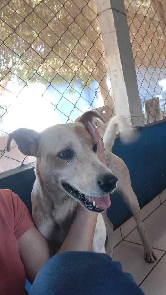 Santa, cadela de porte médio para adoção em Catiguá - SP