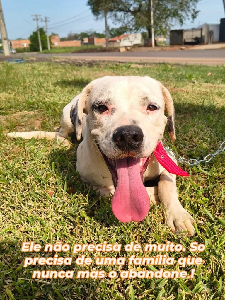 Simba, cachorro de porte médio para adoção em Catiguá - SP
