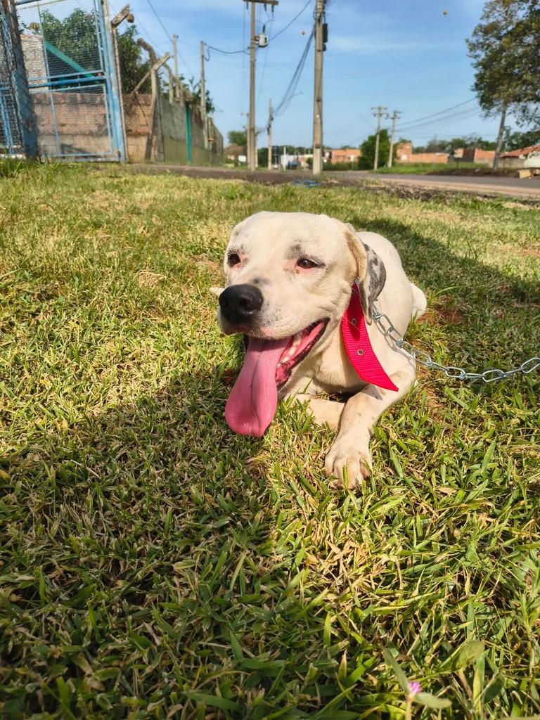 Simba, cachorro de porte médio para adoção em Catiguá - SP — foto 2 de 3