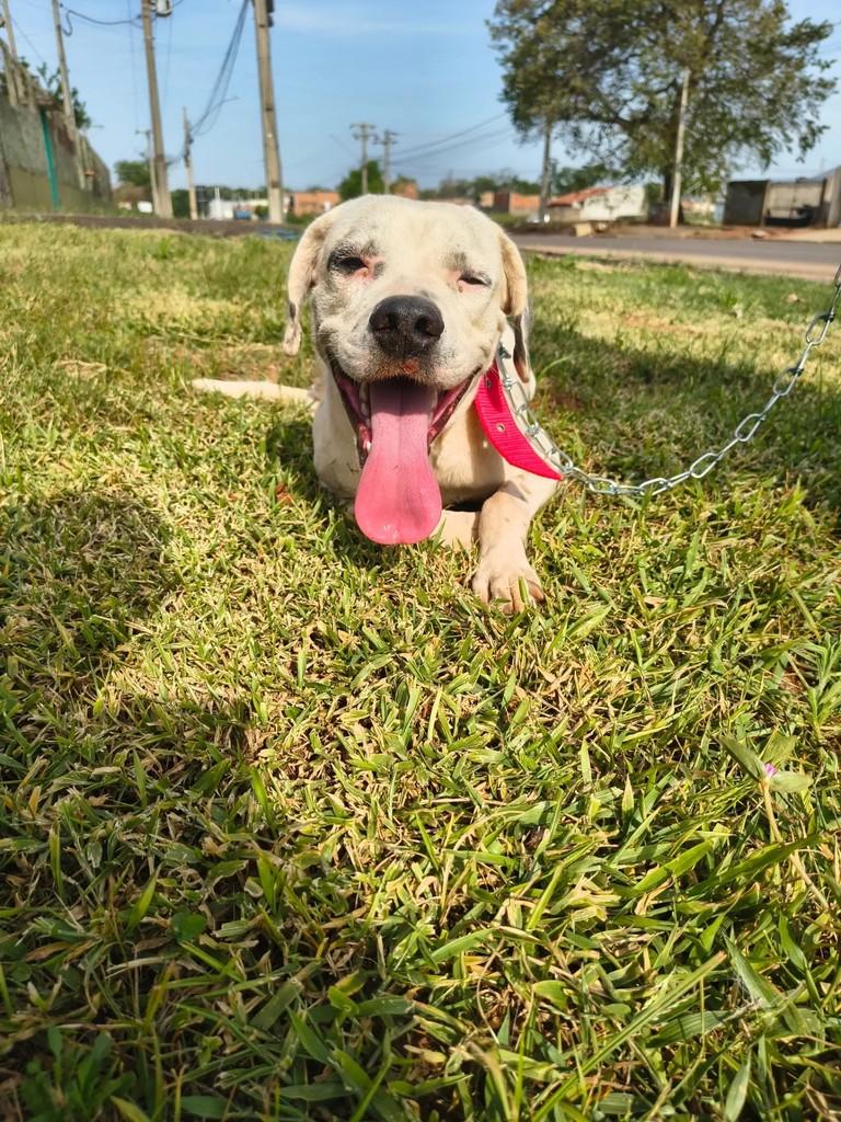 Simba, cachorro de porte médio para adoção em Catiguá - SP — foto 3 de 3