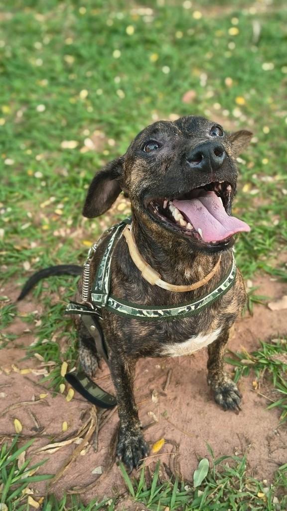 Menfhis, cachorro de porte pequeno para adoção em Catiguá - SP