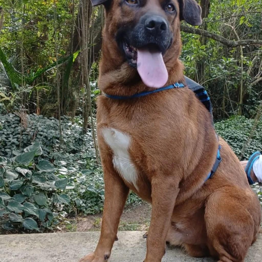 Caramelo, cachorro de porte médio para adoção em São Paulo - SP