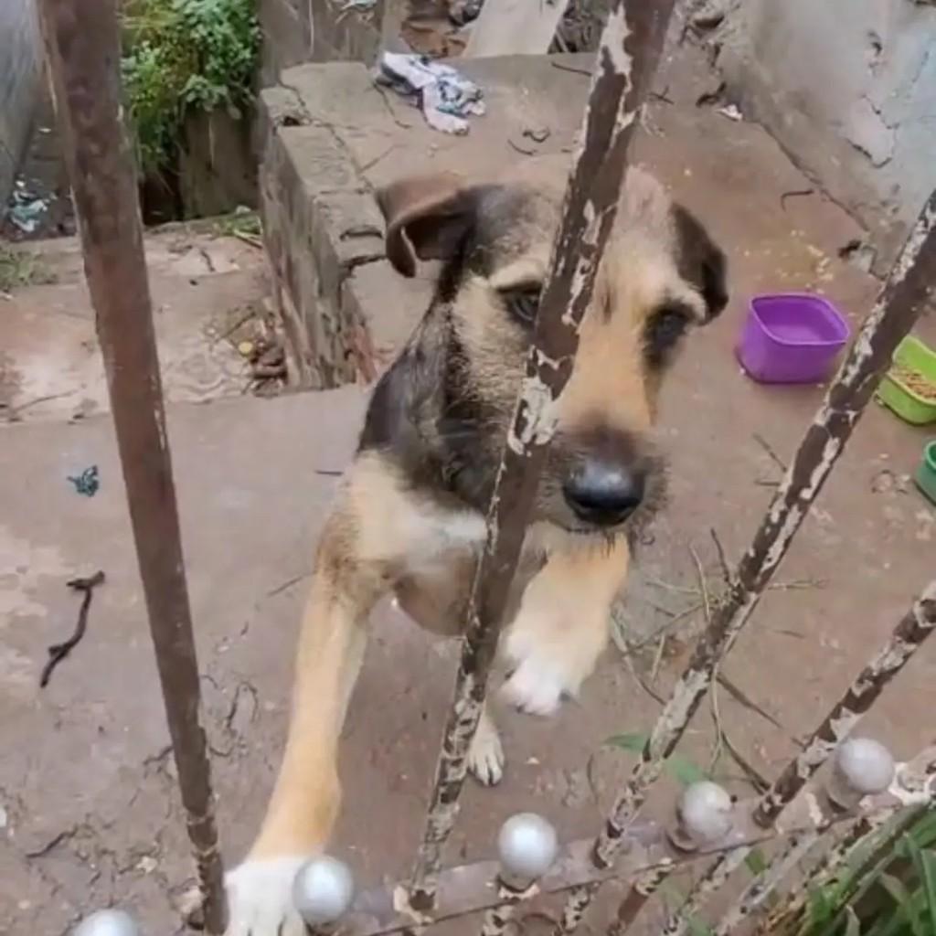Davi, cachorro de porte pequeno para adoção em São Paulo - SP