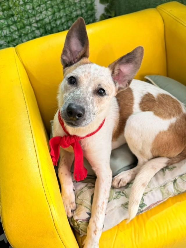 Indiano, cachorro de porte médio para adoção em São Paulo - SP