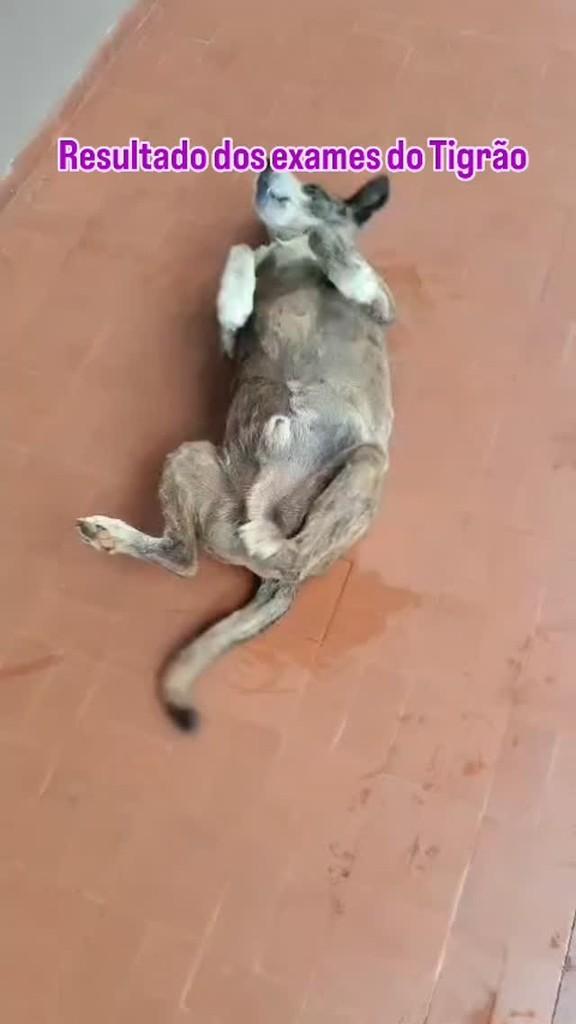 Tigrão, cachorro de porte pequeno para adoção em Barão de Cocais - MG