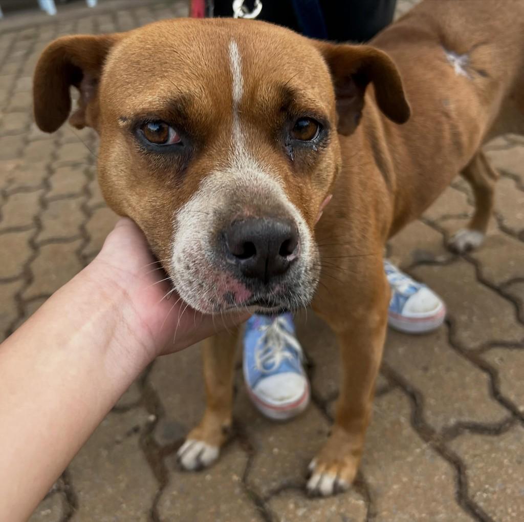 Babaloo, cadela de porte médio para adoção em Barão de Cocais - MG