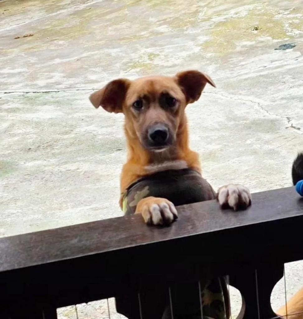 Hijo, cachorro de porte pequeno para adoção em Curitiba - PR