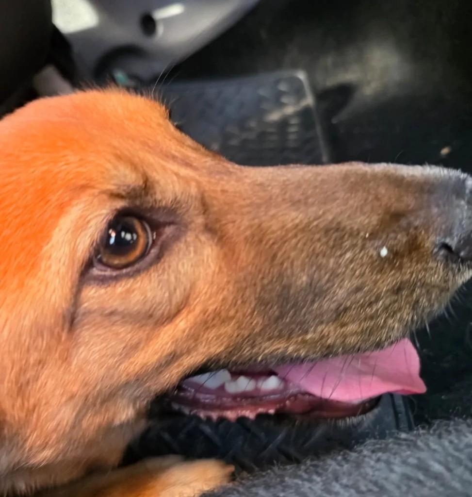 Hijo, cachorro de porte pequeno para adoção em Curitiba - PR — foto 2 de 6