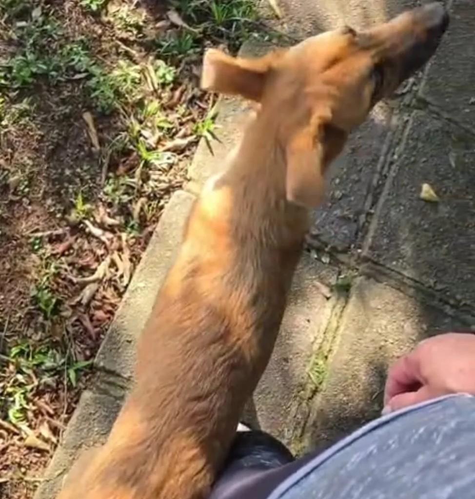 Hijo, cachorro de porte pequeno para adoção em Curitiba - PR — foto 3 de 6