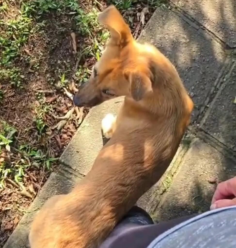 Hijo, cachorro de porte pequeno para adoção em Curitiba - PR — foto 4 de 6