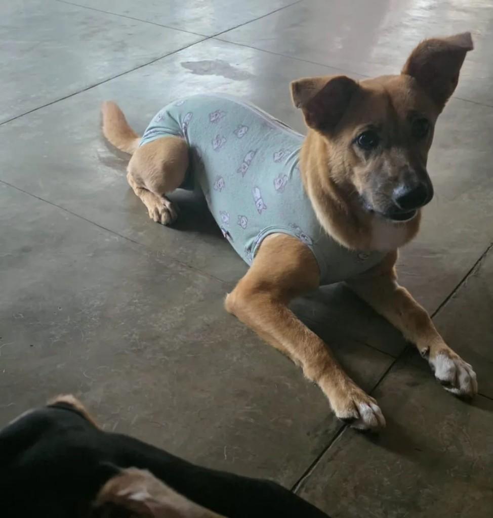 Hijo, cachorro de porte pequeno para adoção em Curitiba - PR — foto 5 de 6