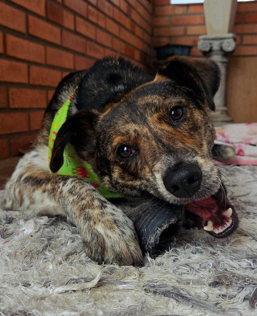 Raposa, cachorro de porte médio para adoção em Igrejinha - RS
