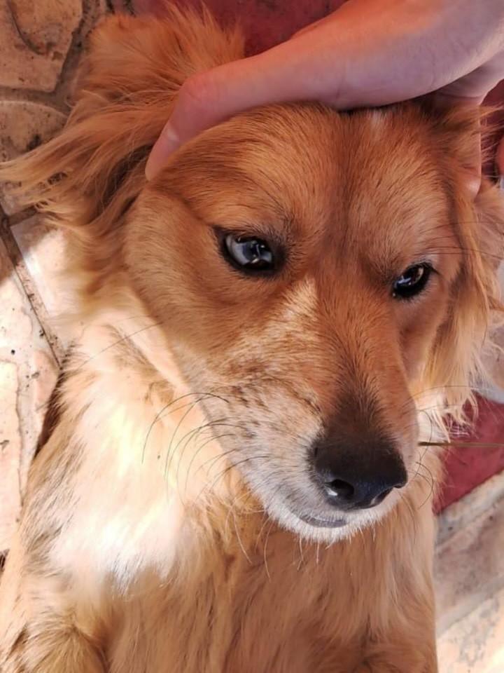 Essa Menina, cadela de porte médio para adoção em Três Coroas - RS