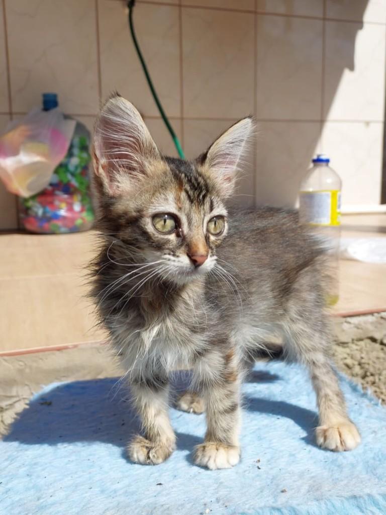 Maggie, gata de porte pequeno para adoção em Igrejinha - RS