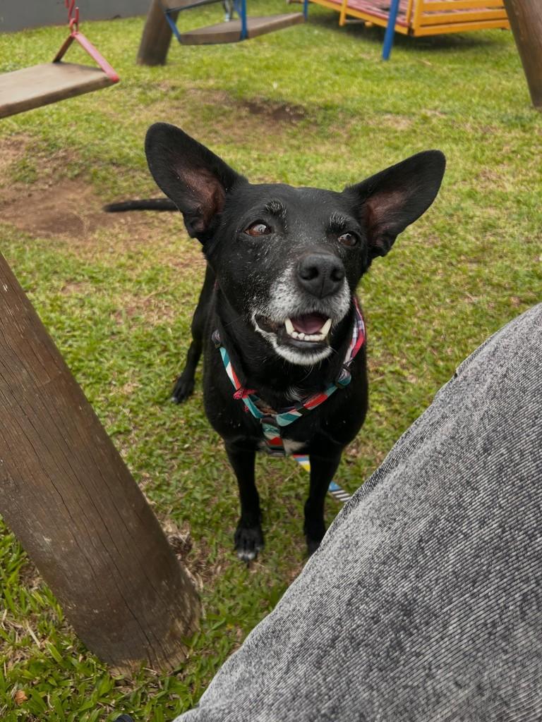 Chokito, cachorro de porte médio para adoção em Igrejinha - RS