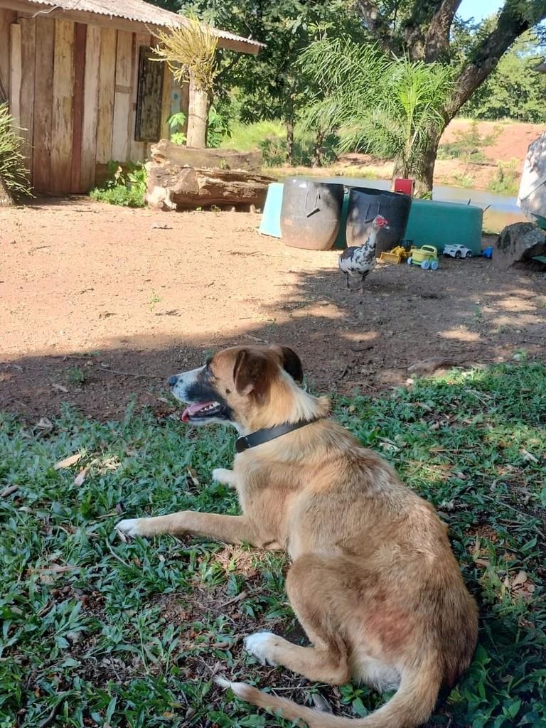 Preta, cadela de porte grande para adoção em Igrejinha - RS