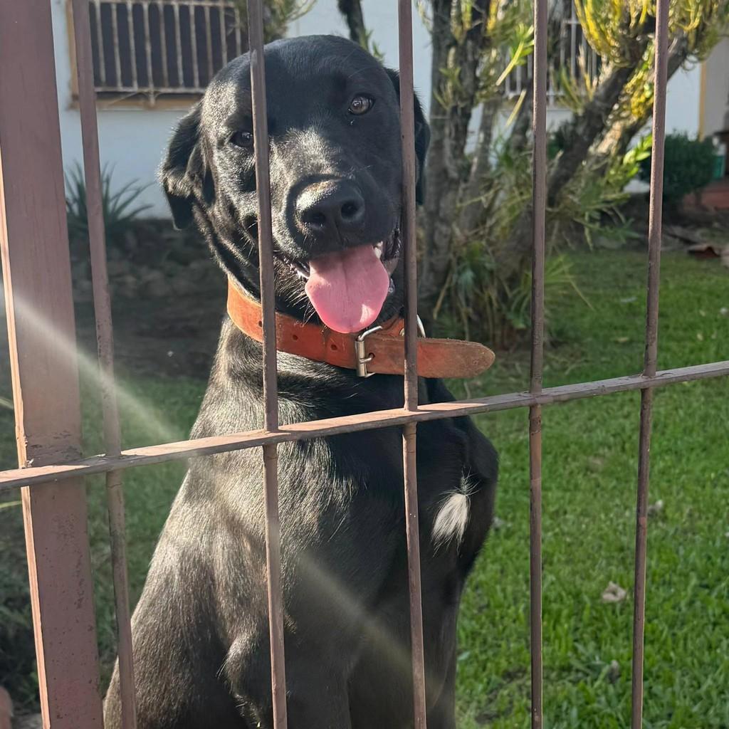 Lessie, cachorro de porte médio para adoção em Igrejinha - RS