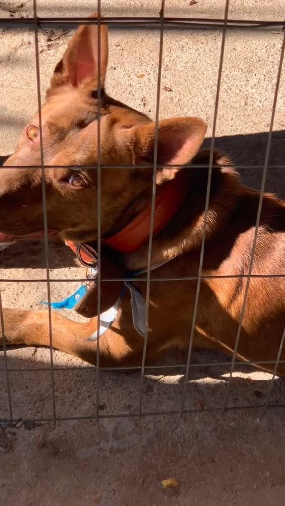 Nick, cachorro de porte médio para adoção em Igrejinha - RS