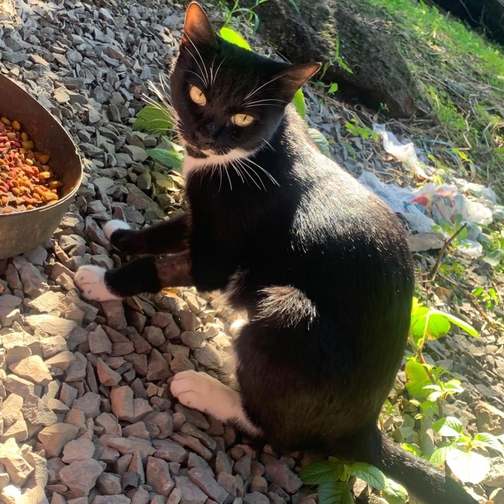 Frajola, gata de porte médio para adoção em Igrejinha - RS