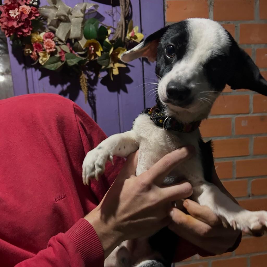Carinha, cachorro de porte pequeno para adoção em Igrejinha - RS