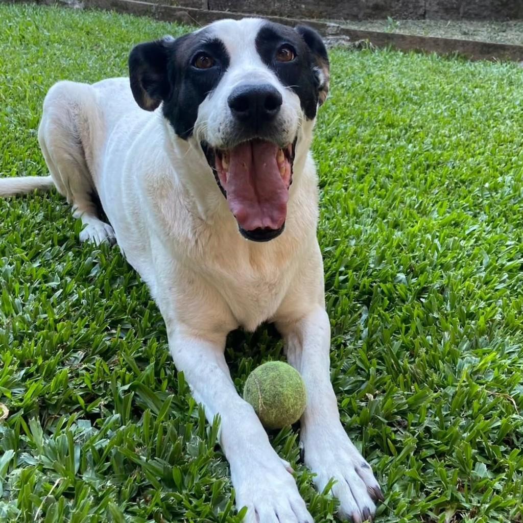 Stella, cadela de porte grande para adoção em Igrejinha - RS