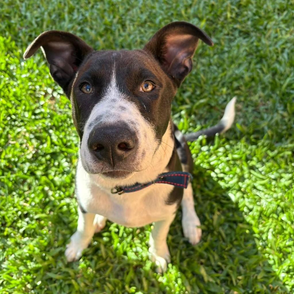 Guri, cachorro de porte médio para adoção em Igrejinha - RS